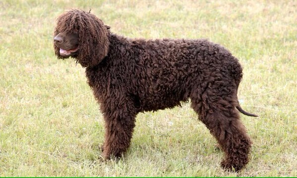 irsky-vodny-spaniel